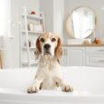 Dog Hygiene 101 Everything You Need for a Clean & Healthy Pup (1)