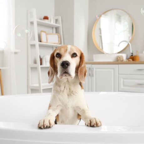 Dog Hygiene 101 Everything You Need for a Clean & Healthy Pup (1)