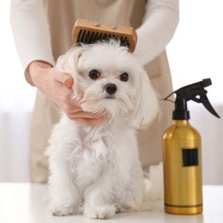 Dog Hygiene 101 Everything You Need for a Clean & Healthy Pup (1)