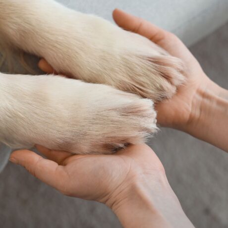 Dog Hygiene 101 Everything You Need for a Clean & Healthy Pup (1)