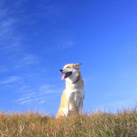 Dog Hygiene 101 Everything You Need for a Clean & Healthy Pup (4)