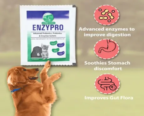 Skonner Pharma Enzypro Advanced Preboitics Enzymes For Dog and Cat, 6 x 5 GM Sachets at ithinkpets.com (2)
