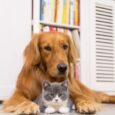 Summer Care for Pets