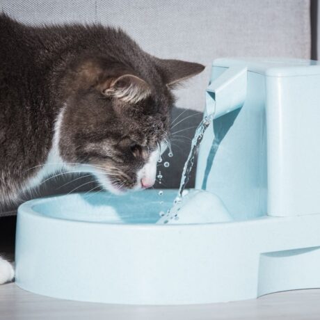 Summer Care for Pets