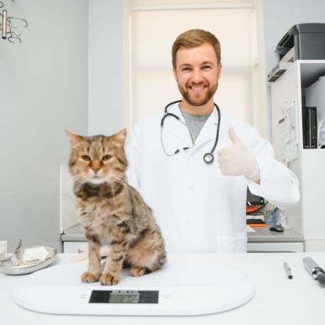 Summer Care for Pets