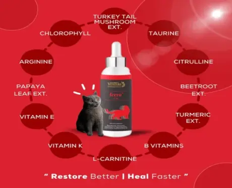 Venttura Ferro Plus Cat, Blood Booster & Immunity Supplement for Cats,100 ML at ithinkpets.com (2)