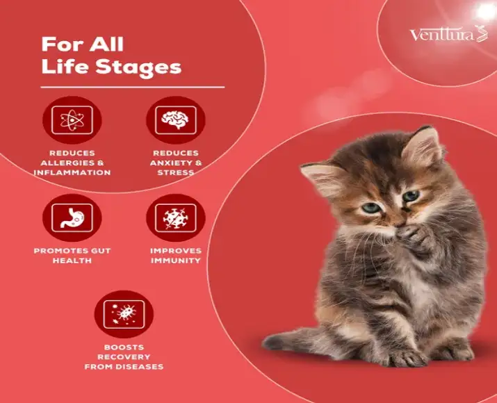 Venttura Immunity Booster supplement for cats immune support Ithinkpets.com