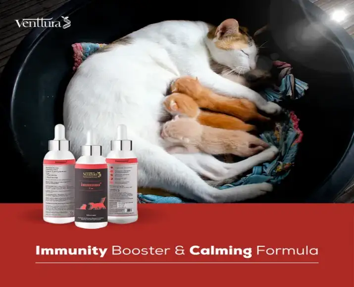 Venttura Immunity Booster supplement for cats immune support Ithinkpets.com