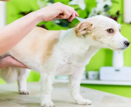 Apoquel for Dogs Complete Allergy Relief Guide (Uses, Dosage, Side Effects & Buying Tips) (1)