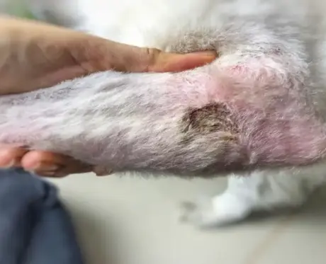 Apoquel for Dogs Complete Allergy Relief Guide (Uses, Dosage, Side Effects & Buying Tips) (1)