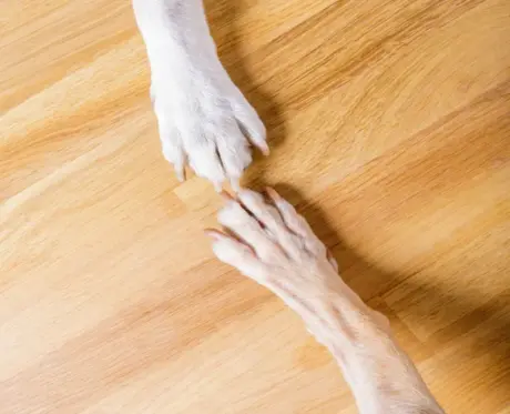 Condrovet for Dogs Complete Joint Care Guide 1