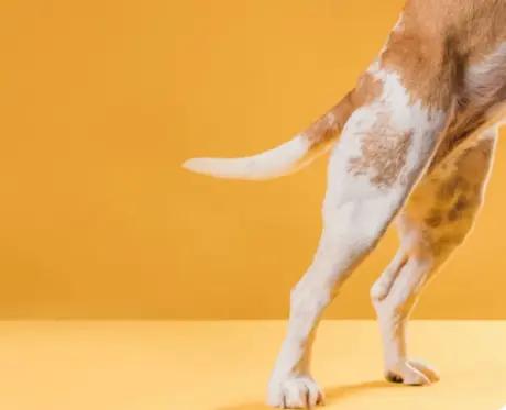 Condrovet for Dogs Complete Joint Care Guide 2