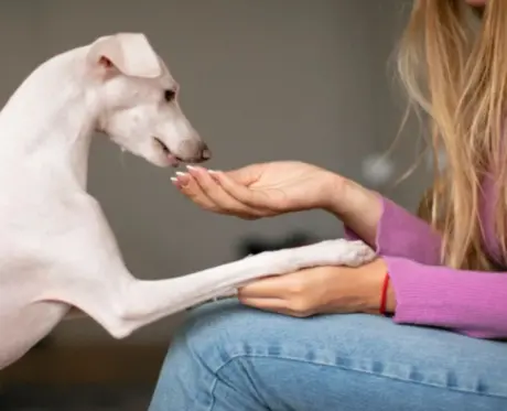 Condrovet for Dogs Complete Joint Care Guide 3