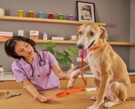 Condrovet for Dogs Complete Joint Care Guide 6 (1)