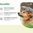 Ecora CordyVet Tablets for Dogs & Cats at ithinkpets.com 3