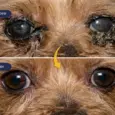 Fur Ball Story Blink Ease Eye Drops For Dogs, 10 ML at ithinkpets.com 7