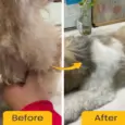 Fur Ball Story Shampooch For Healthy Skin & Shiny Coat, 200 ML at ithinkpets.com 6