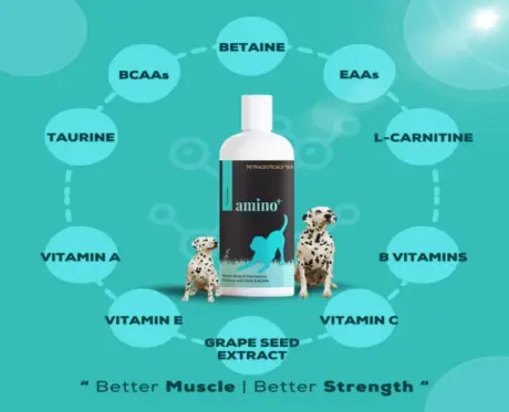 Venttura Amino Plus Dog Syrup, 150 ML at ithinkpets.com 2