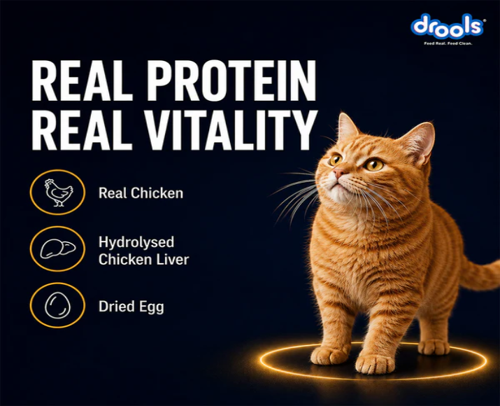 Drools Chicken Mousse Adult Cat Wet Food, 80 GM at ithinkpets.com 7