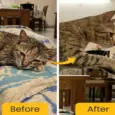 Fur Ball Story Feli Boost Liquid Immunity Supplement for Cats, 100 ML at ithinkpets.com 8