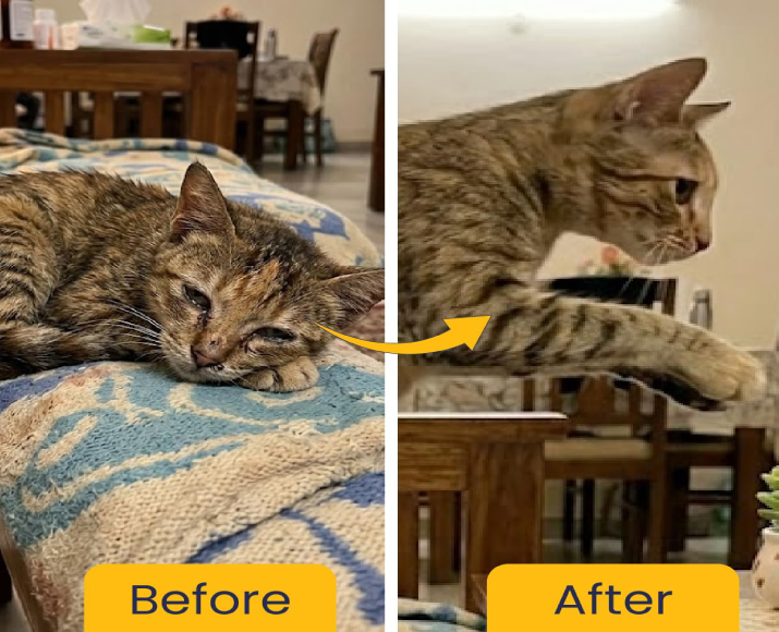 Fur Ball Story Feli Boost Liquid Immunity Supplement for Cats, 100 ML at ithinkpets.com 8